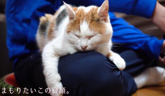 眠る猫