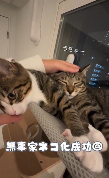 窓際で寝ている2匹の猫