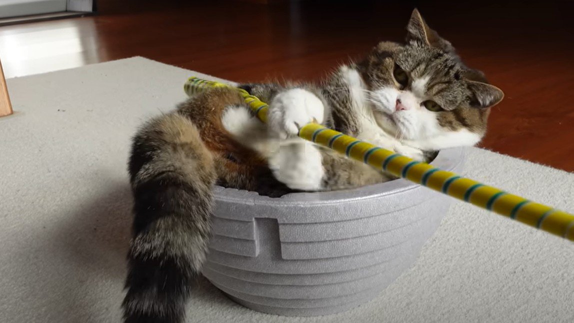 おもちゃで遊ぶ猫