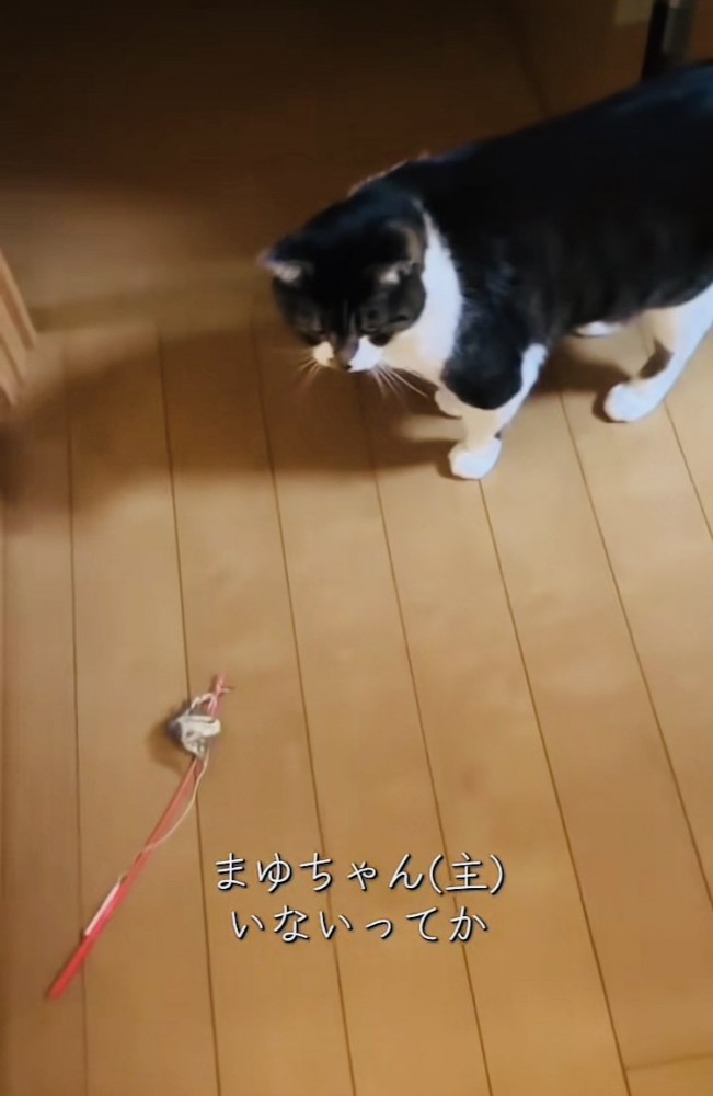投稿主さんがいなくて寂しそうに佇む保護猫