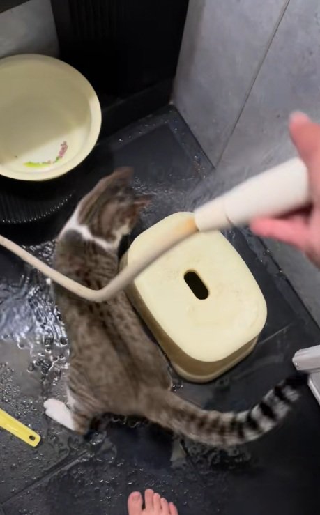 シャワーの水を追いかけつづける猫