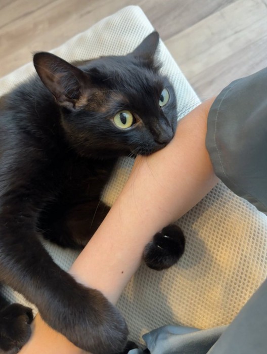 人の腕を噛む黒猫