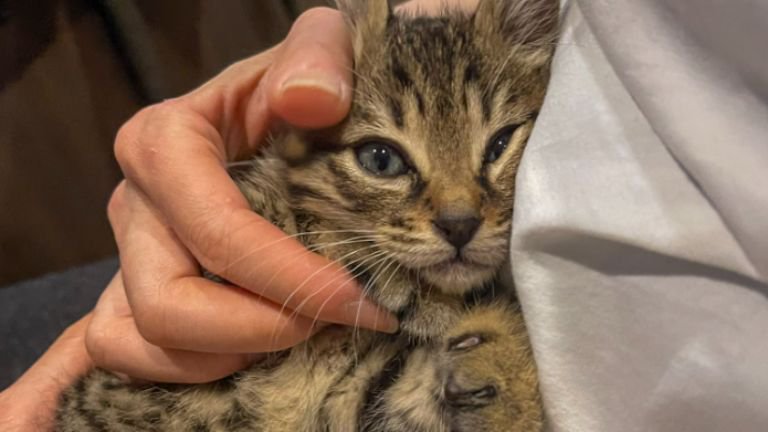 抱かれている子猫