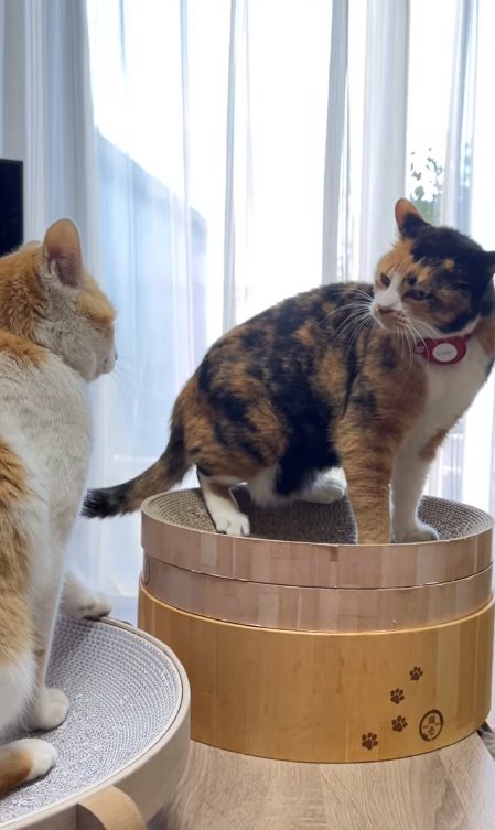 爪研ぎの上で座って隣の猫を見下ろす三毛猫