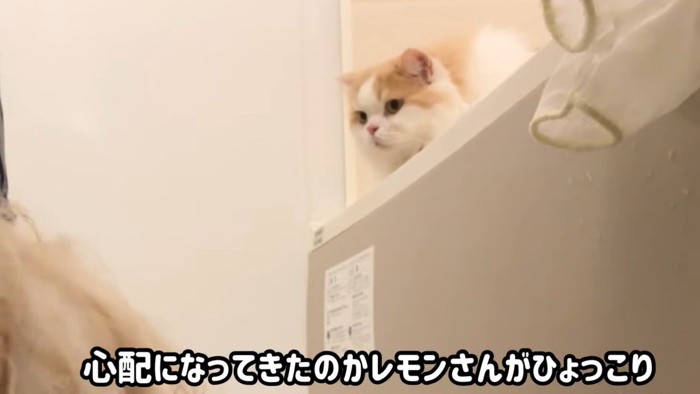 顔をのぞかせる猫