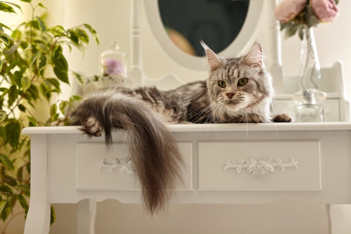 ドレッサーの上の猫