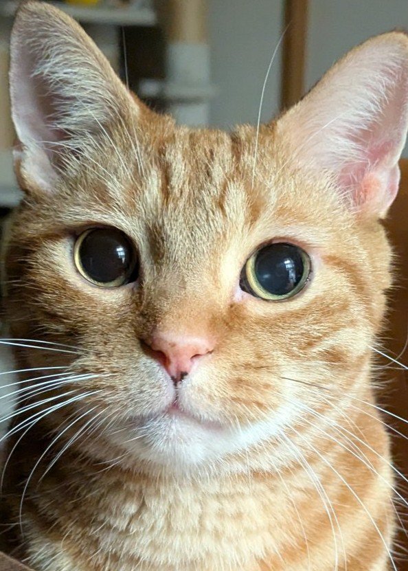 大きく目を見開いた猫のアップ