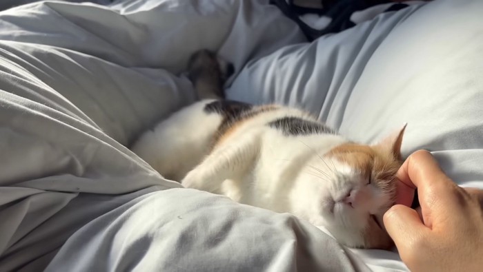 頭を撫でられて嬉しそうなミケ