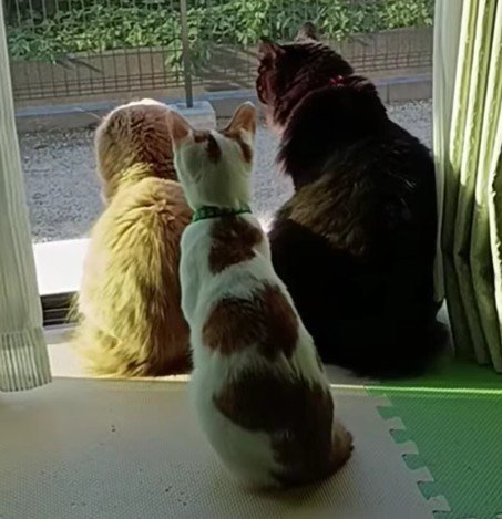 窓際の3匹の猫