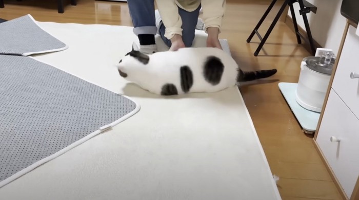 転がされる猫
