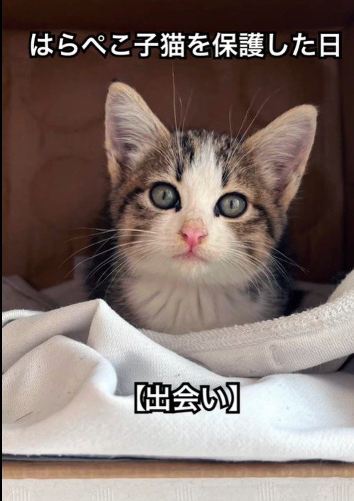 座っている子猫