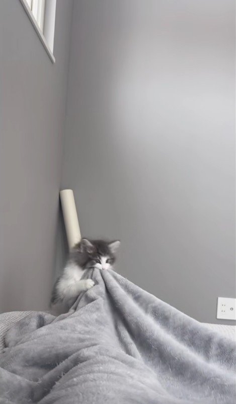 人に噛みついている子猫