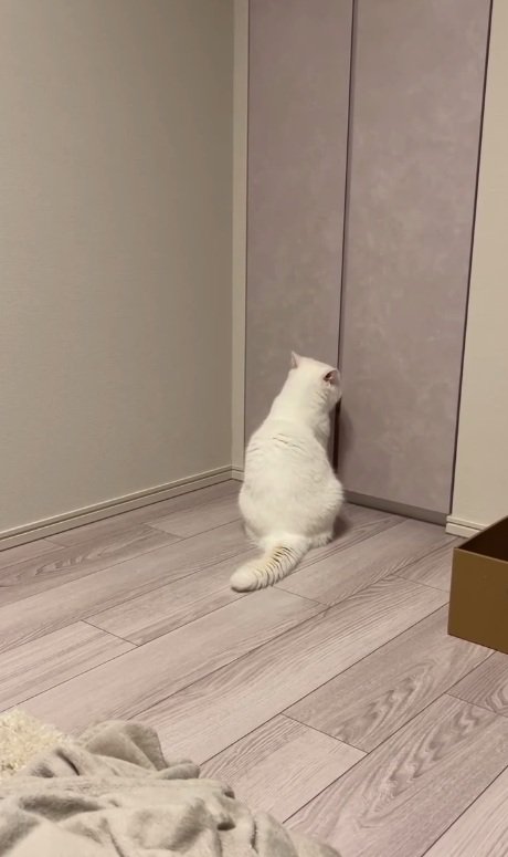 ドアを見つめる猫