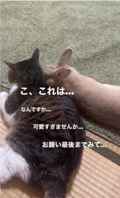 猫の隣で横になるうさぎ