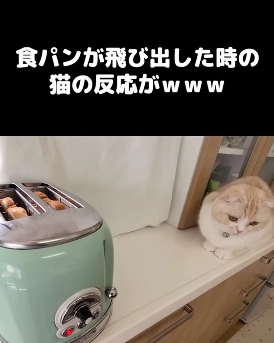 横を向く猫