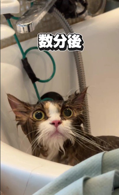 シャンプーをしている猫