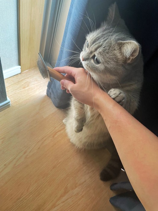 ブラシを持つ人の手を止める猫