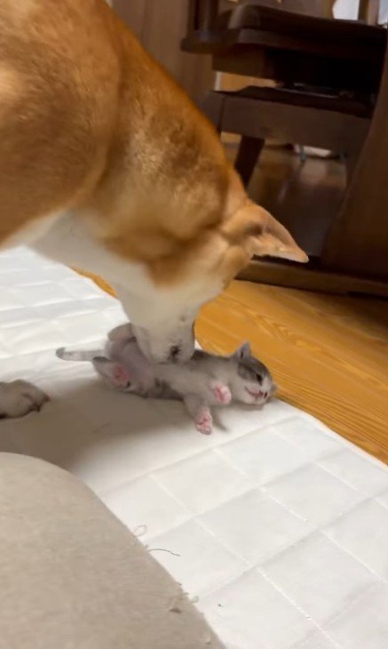 子猫をお世話する犬