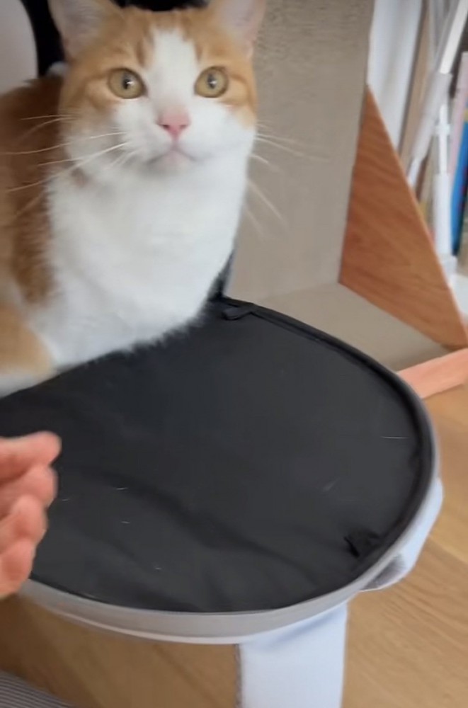 猫用キャリーに入る茶白猫