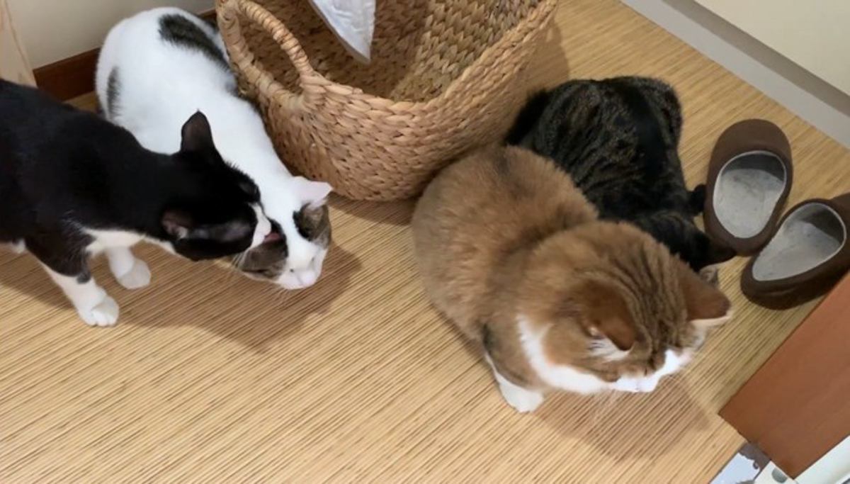 舐めてあげるママ