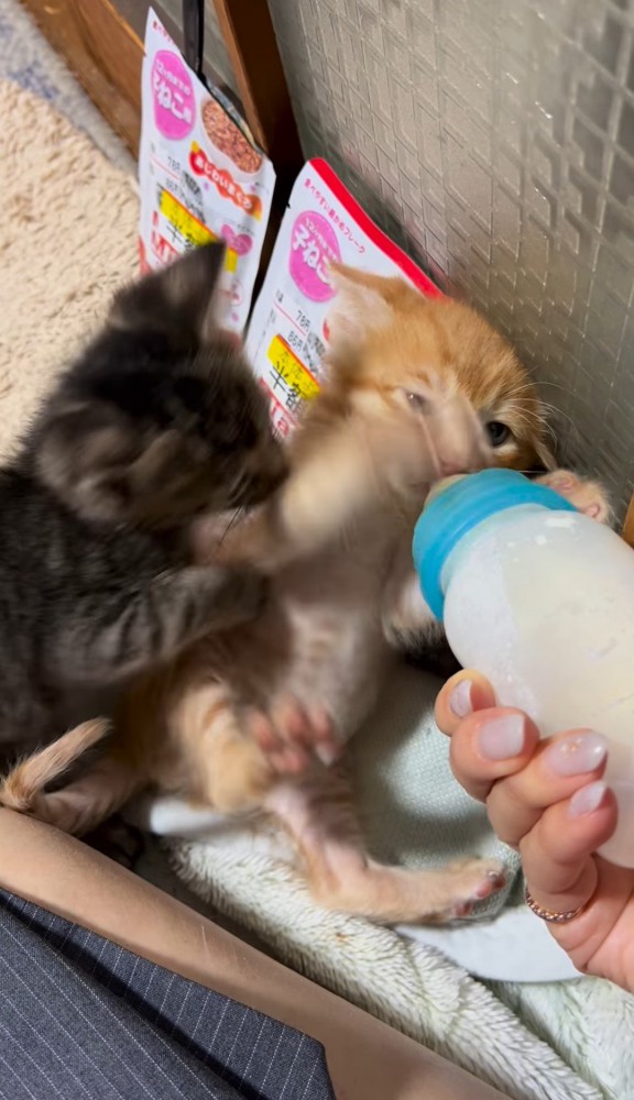 ミルクを飲みながら前足を振り払う子猫