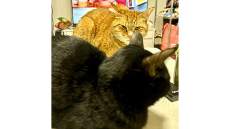 テーブルの上の猫