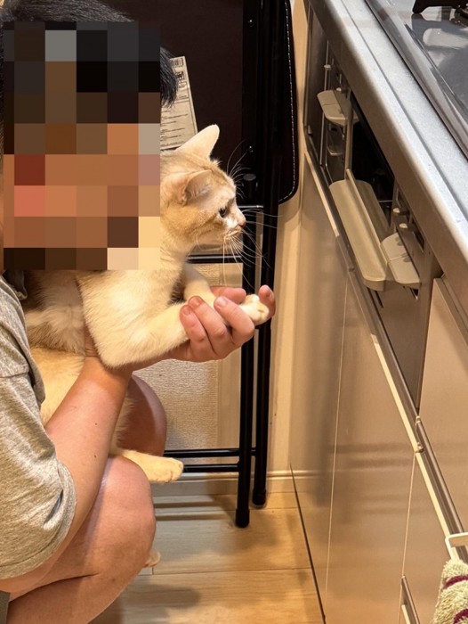 魚焼きグリルを見ている猫と男性