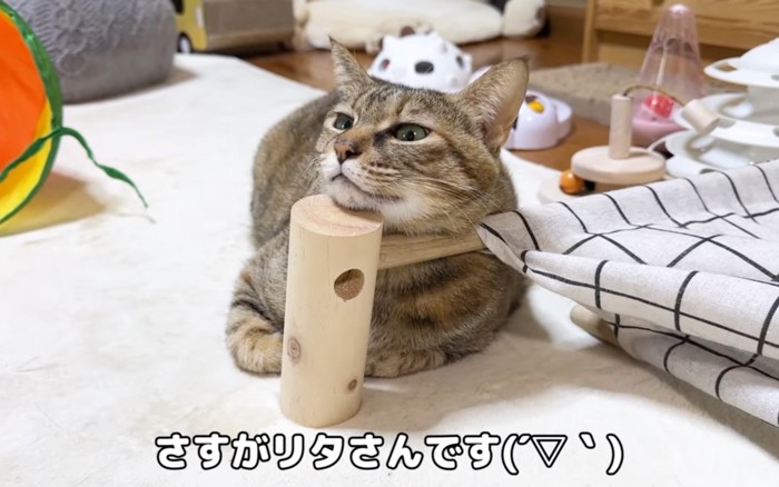 顎を乗せる猫