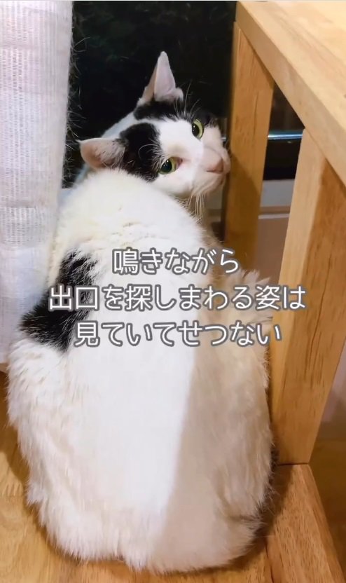 こちらを振り返る猫%%