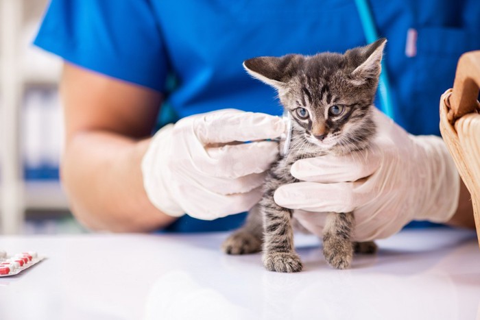 動物病院でワクチンを打たれる子猫