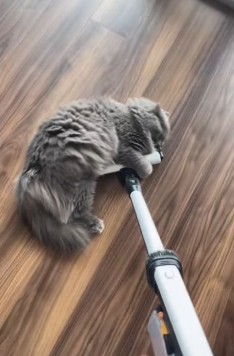 掃除機のヘッドに前足を乗せ後ろ足を伸ばす猫
