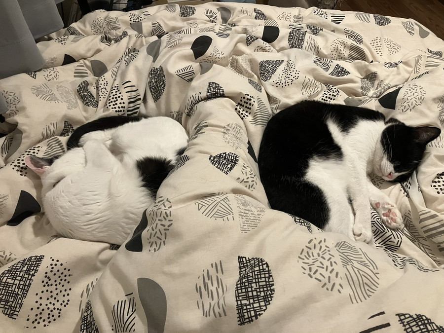 一緒に眠る猫