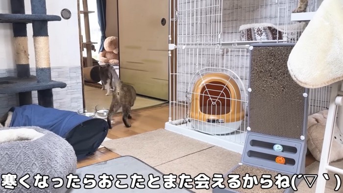 「寒くなったらおこたとまた会えるからね」