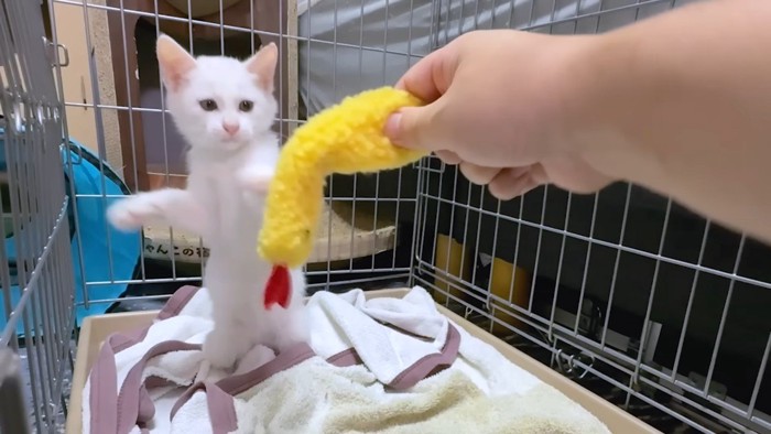 エビのオモチャ