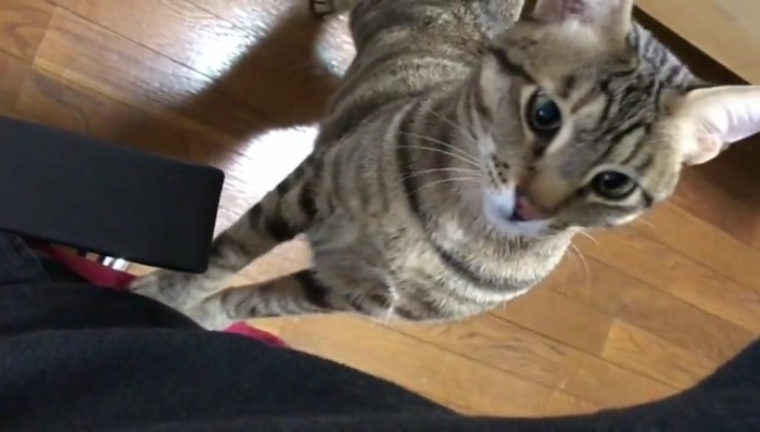 前足をかけるティガーくん