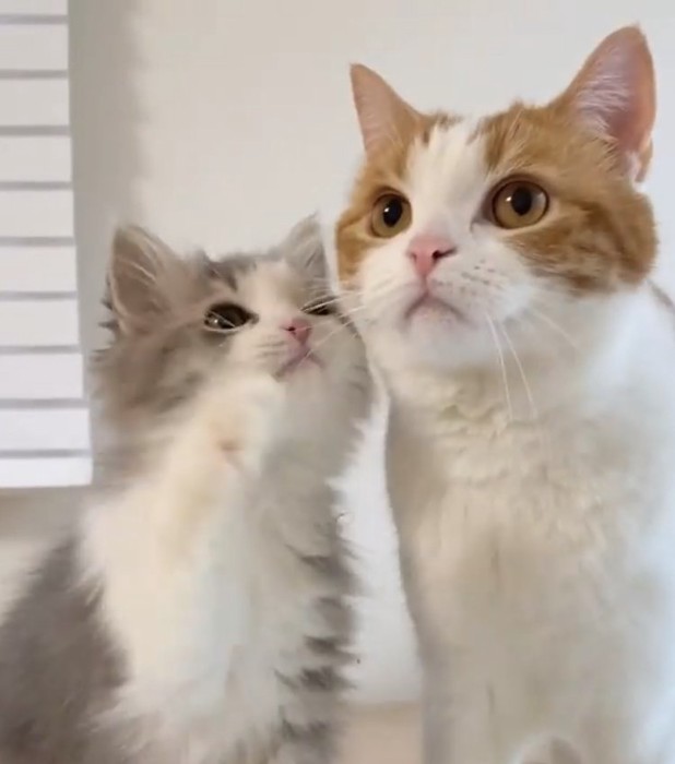 並んでお座りをしている子猫と成猫