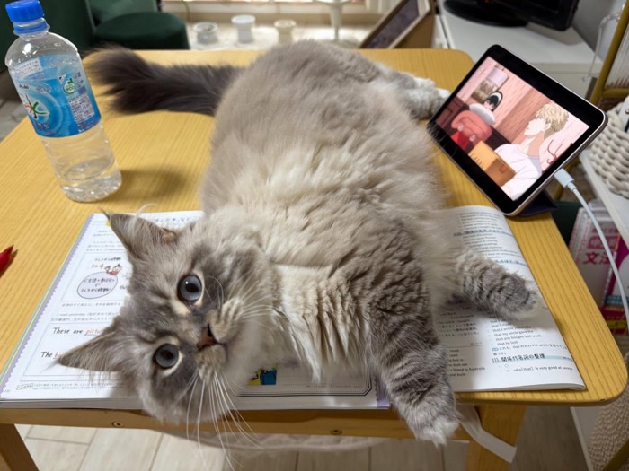 テーブルの上に乗る猫