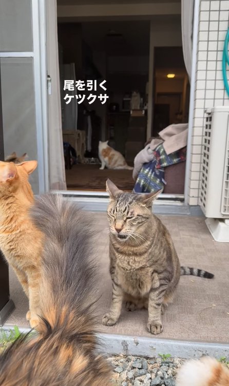 茶トラの横で目を閉じて口を半開きにしているキジトラ（俯き気味）