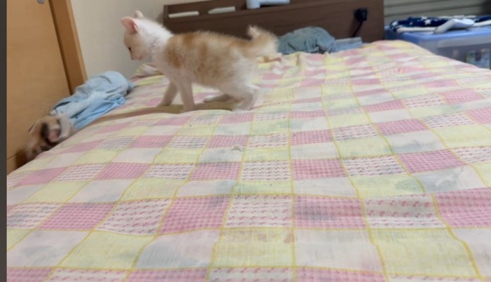 また落ちる猫