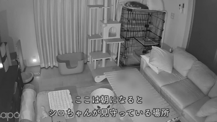 テロップ「ここは朝になると~」