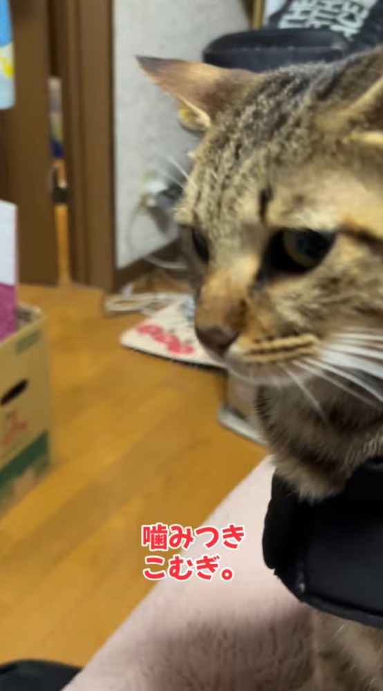 猫から離れる飼い主