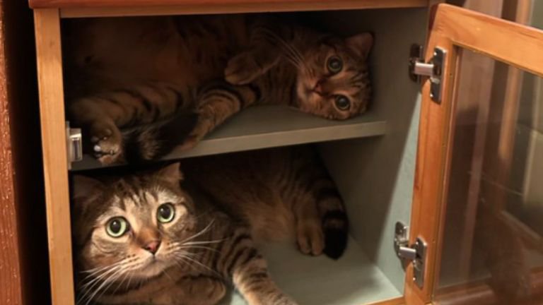 棚にいるキジトラ猫たち