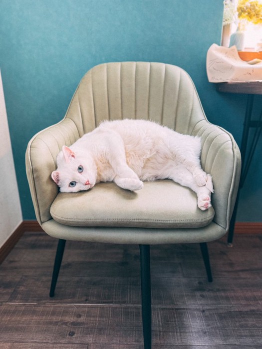 イスで横になる猫