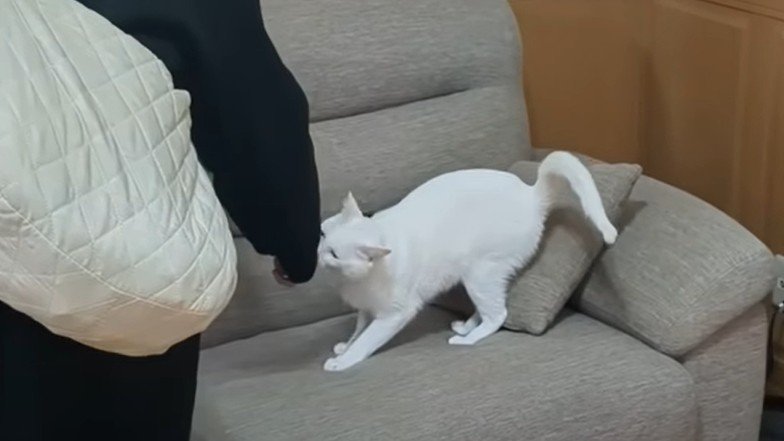 匂いを嗅ぐ猫