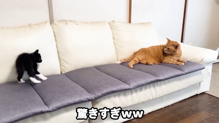 驚きすぎ