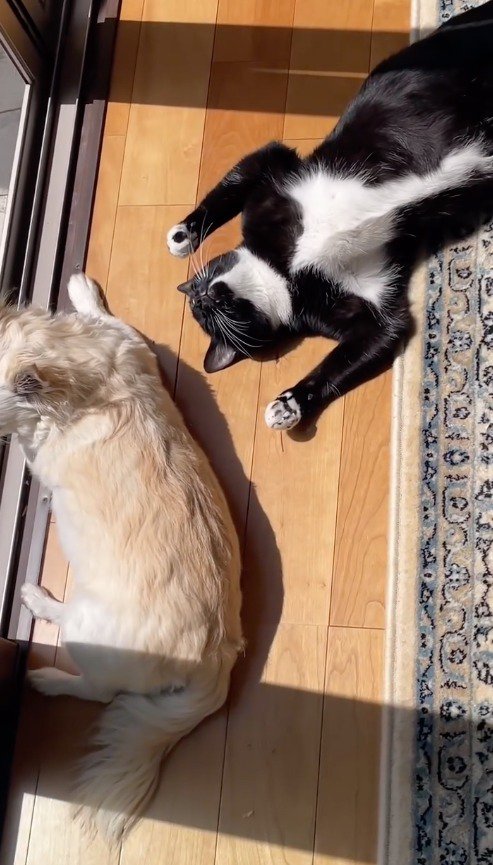 日向ぼっこをする猫と犬に近寄る飼い主