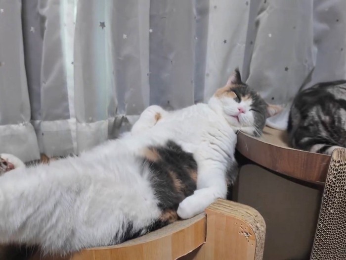 再びリラックスして眠り始めたブリショ