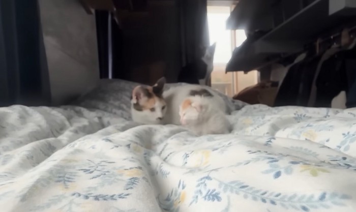 寄り添う猫と子猫