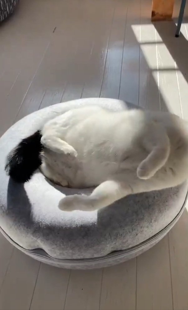 暴れるらんちゃん