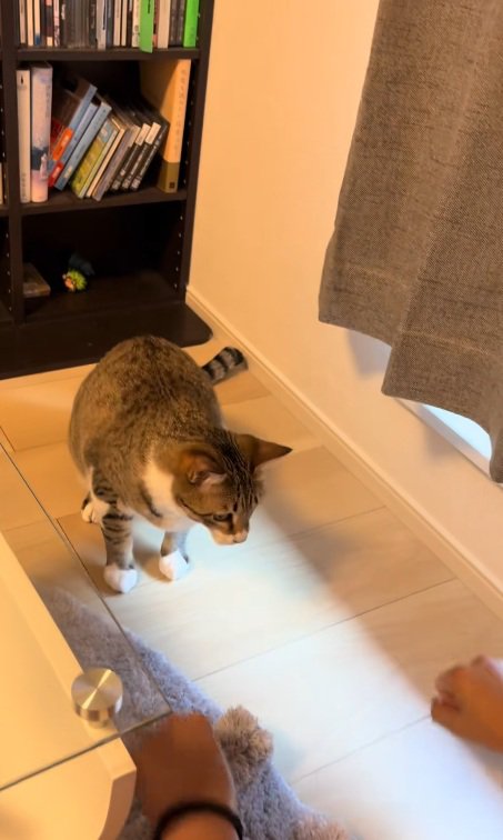 飼い主の右手と左手のこぶしを見比べる猫